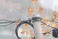 Pycnonotus xanthorrhous