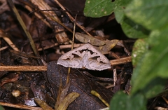 Tephriopis divulsa