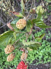 Rubus glaucus