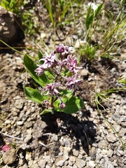 Asclepias humilis