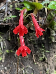 Ourisia coccinea