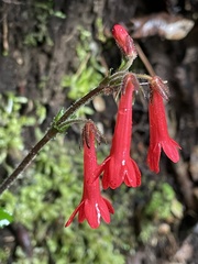 Ourisia coccinea