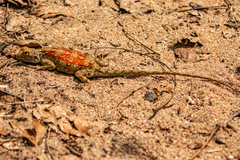 Agama mossambica