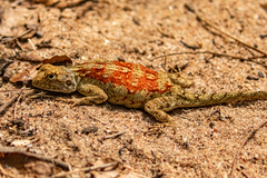 Agama mossambica