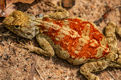 Agama mossambica