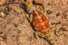 Agama mossambica