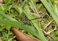 Austrogomphus ochraceus