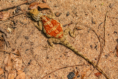Agama mossambica