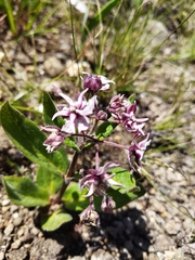 Asclepias humilis