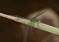 Austrogomphus ochraceus