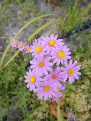 Senecio arenarius