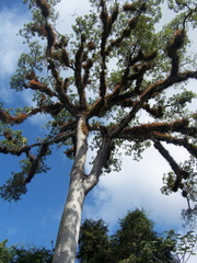 Ceiba
