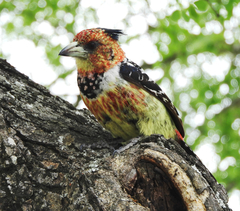 Trachyphonus vaillantii