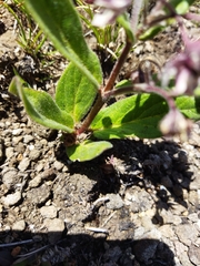 Asclepias humilis