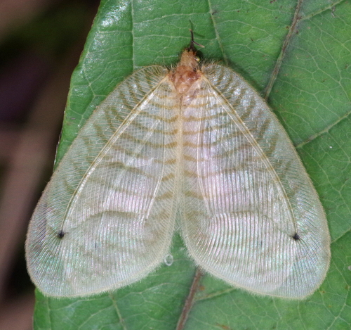 Zygophlebius leoninus