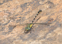 Hemigomphus heteroclytus