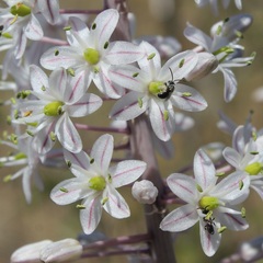 Drimia pancration
