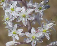 Drimia pancration