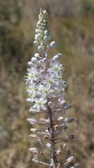 Drimia pancration