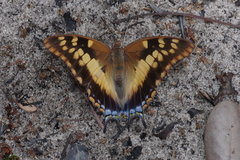 Charaxes guderiana