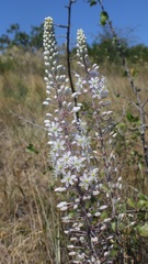 Drimia pancration
