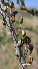Drimia pancration