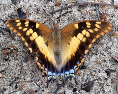 Charaxes guderiana