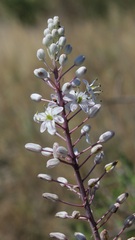 Drimia pancration