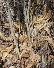Drimia pancration