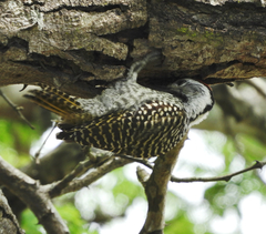 Chloropicus fuscescens