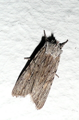 Lithophane leautieri