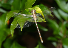 Hemigomphus heteroclytus