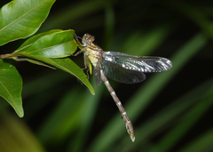 Hemigomphus heteroclytus