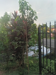 Annonaceae