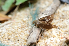 Pelopidas assamensis