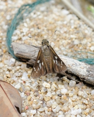 Pelopidas assamensis