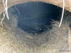 Python natalensis