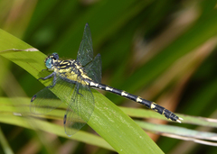 Hemigomphus heteroclytus