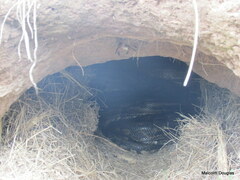 Python natalensis