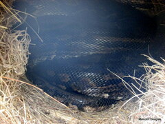 Python natalensis