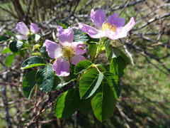 Rosa canina