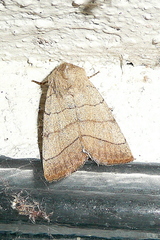 Charanyca trigrammica