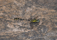 Hemigomphus heteroclytus