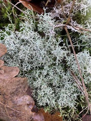 Cladonia portentosa