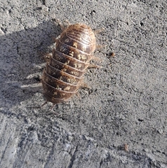 Armadillidium versicolor