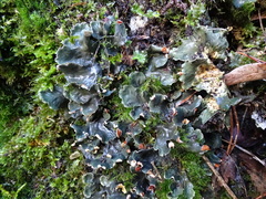 Peltigera horizontalis
