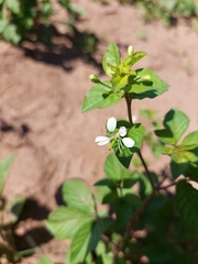 Cleome aculeata