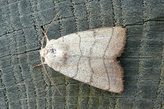 Charanyca trigrammica