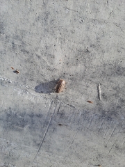 Armadillidium versicolor