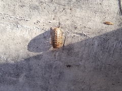 Armadillidium versicolor
